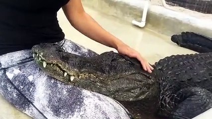 Download Video: Les crocodiles adorent les câlins et ronronnent comme les chats