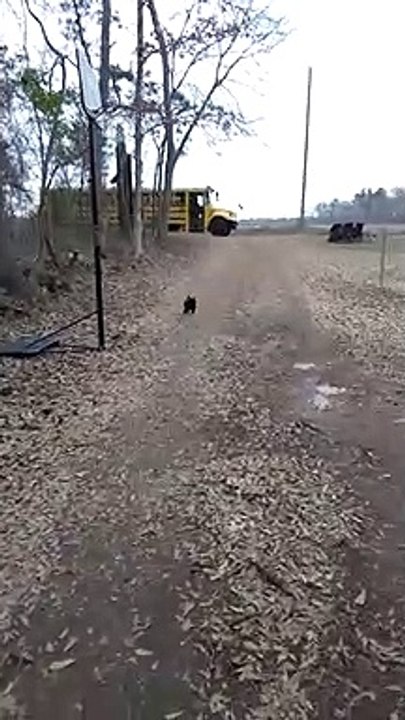 Tous les jours ce coq court pour accueillir cette fille qui rentre de l'école