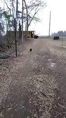 Tous les jours ce coq court pour accueillir cette fille qui rentre de l'école