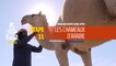 Dakar 2020 - Étape 11 - Les chameaux d'arabie
