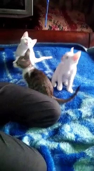 beautiful cat chlid playing / all in one
