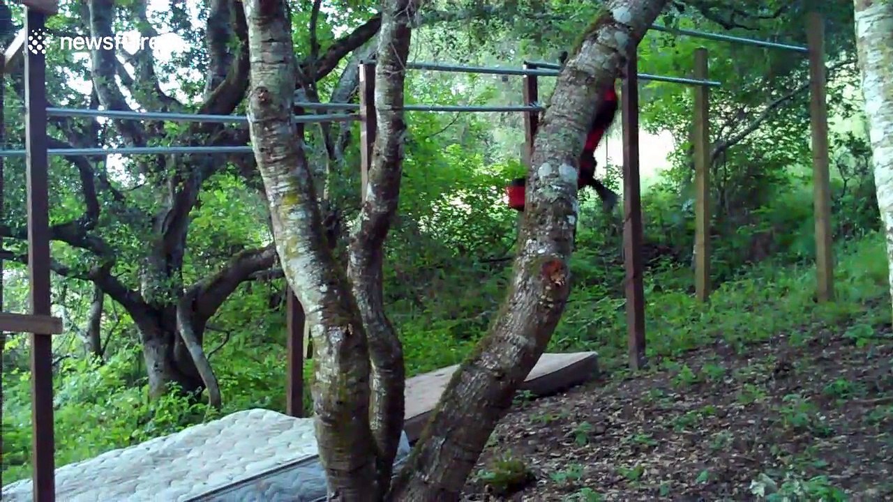 American ninja failure! Man gets hopelessly stuck on obstacle course