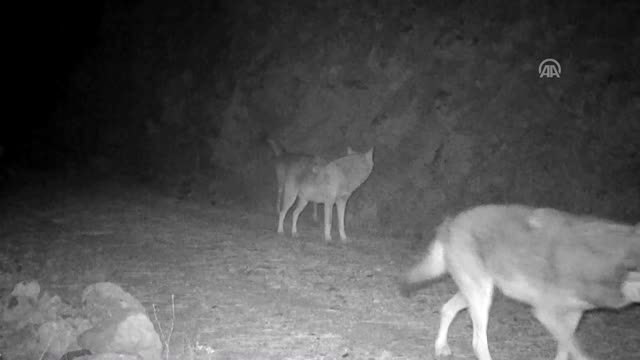 Burdur'da yaban hayvanları dört mevsim fotokapanla görüntülendi