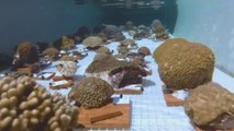 #SuperCoralPlay, la iniciativa en redes sociales para salvar los corales de Florida
