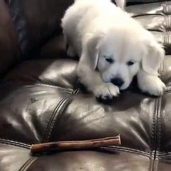 Polly the Precious Pup Pounces