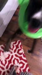 Boxer Gets Head Stuck in Child's Toilet Seat