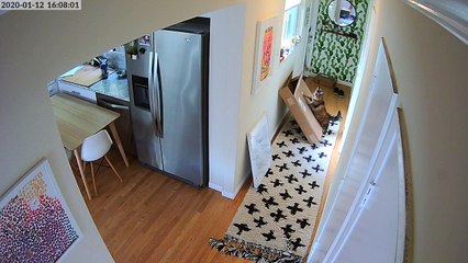 Curious Cat Gets Stuck in Box and Escapes