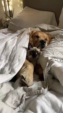 Kitty and Doggo Comfortably Snuggle