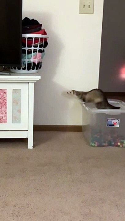 Fearless Ferret Faceplants