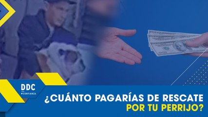 #DDC | ¿Cuánto pagarías de rescate por tu perrijo?