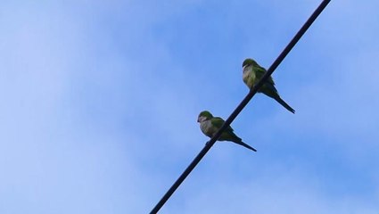 Wild parrots surviving in Northeast weather