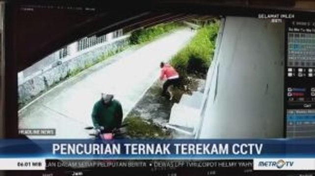Aksi Pencurian Kambing di Boyolali Terekam CCTV
