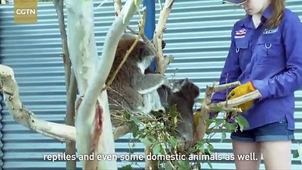 Temporary animal hospital that saved  the injured wild animals in  the Australia country.