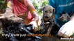 Katrana Bulaşıp Ölme Üzere Olan Yavru Köpekleri Hayata Döndüren Kanatsız Melekler