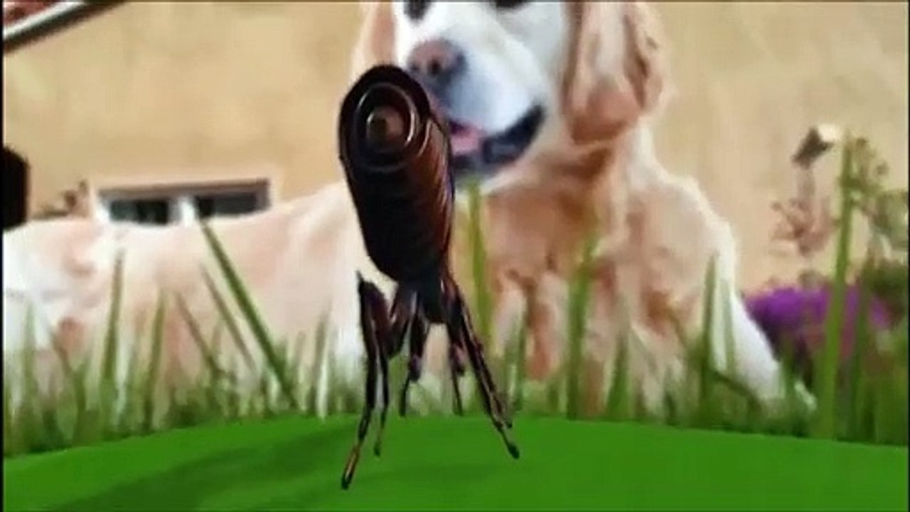 Promer Pire İlaçlama-Pire Yaşam Döngüsü-