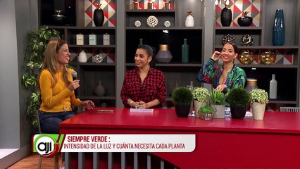 Siempre verde | Intensidad de la luz y cuánta necesita cada planta - Nex Panamá