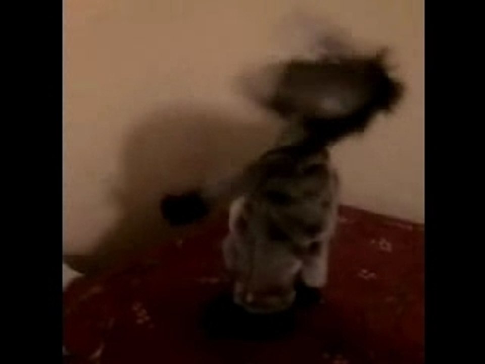 L'ANE MABOULE