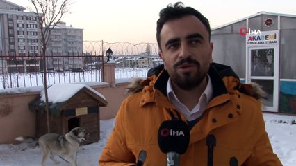 Çöplükte tellere bağlı ölüme terk edilen Dost'un değişimi dikkat çekiyor