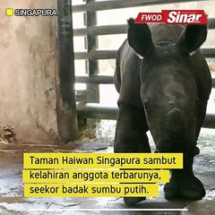 Singapura sambut kelahiran badak sumbu ke-24