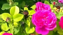 Kırmızı beyaz gül ve serçe kuşları su ve kuş sesleri videoları