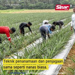 Nanas 'cobek' tak perlu kupas kulit!