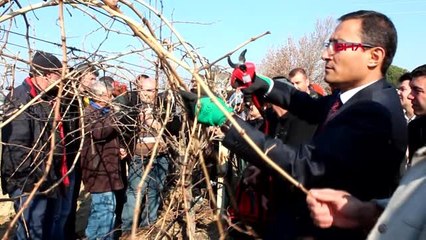Manisa alaşehir'de bilinçli üretim için 'bağ budama' kursu