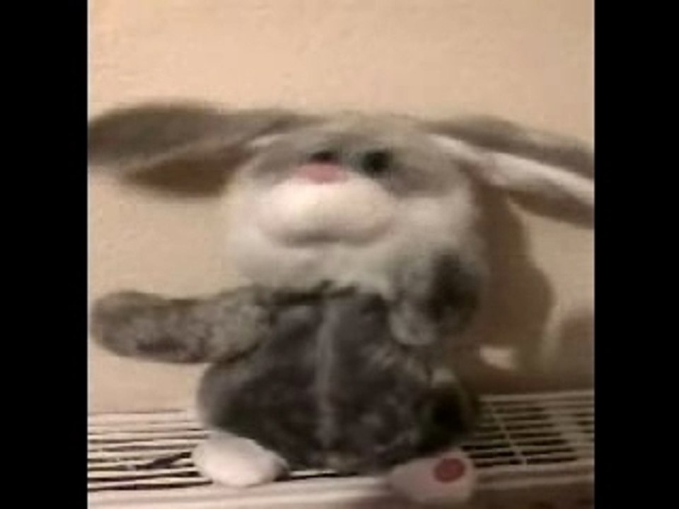 LAPIN TWIST