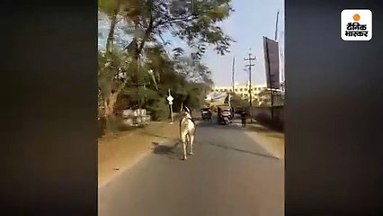 अस्तबल से निकल सड़क पर भागा बेकाबू घोड़ा
