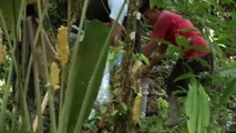 Una mujer embarazada y sus cinco hijos mueren en un ritual religioso en Panamá