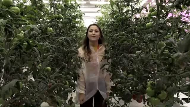 Batı Akdeniz'in ihracat şampiyonu domates oldu