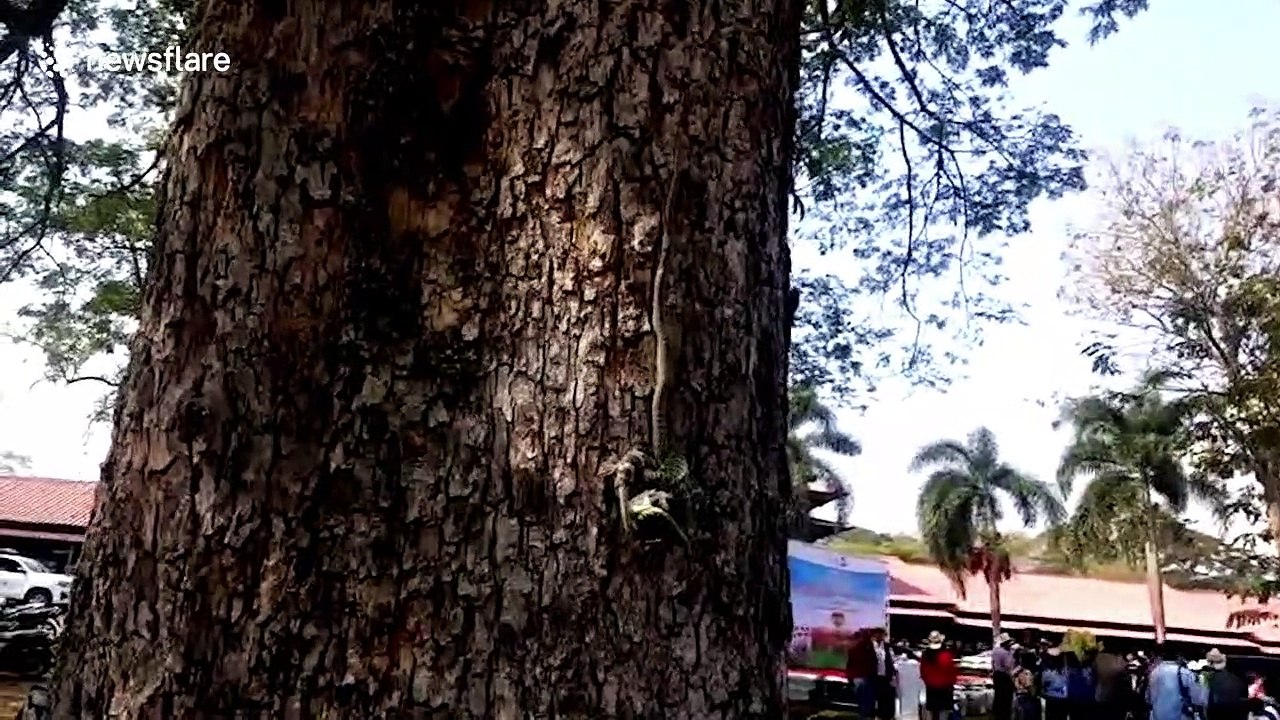 Tree snake and tokay gecko have epic tussle dangling from branch