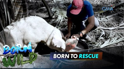 Born to be Wild: Ilang hayop na apektado ng pag-aalburoto ng Bulkang Taal, susubukang sagipin!