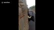 Moment driver reverses vehicle in panic as raging elephant chases him