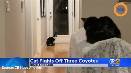 Ce chat ne se laisse pas faire, même face à trois coyotes