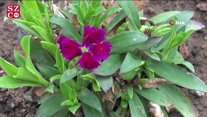 Van’da dondurucu havada çiçek üretimi
