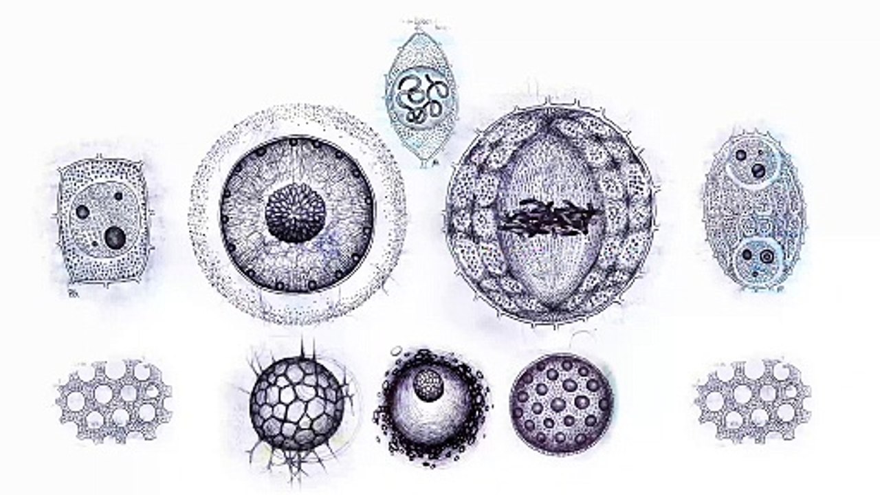 Cellules