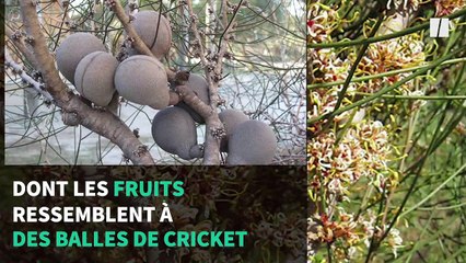 L'incendie géant en Australie, certaines plantes s'en sont fait un allié