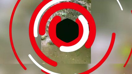 Çocuk rubik küple oynadı, sincap taklit etti!