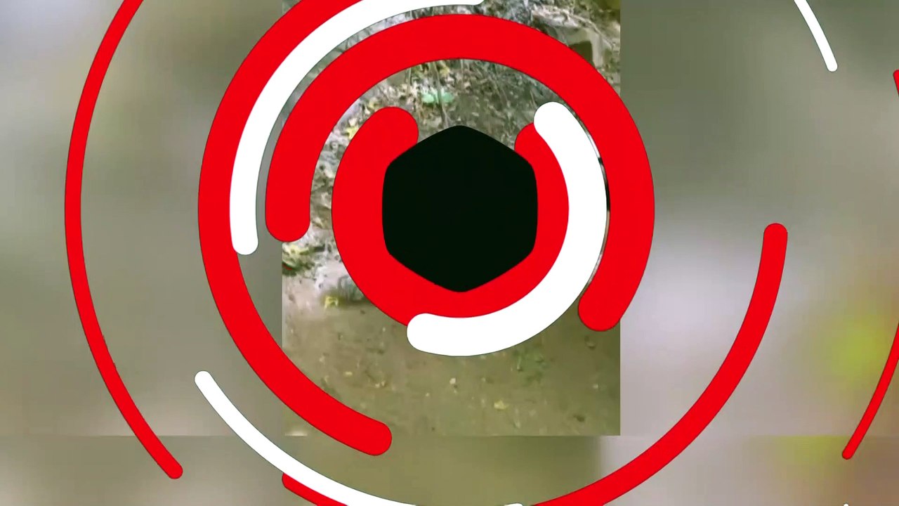 Çocuk rubik küple oynadı, sincap taklit etti!