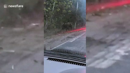 Wild elephant charges out of Indian forest onto busy highway and terrifies drivers