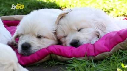 Why Does My Dog Seem To Hate Puppies?