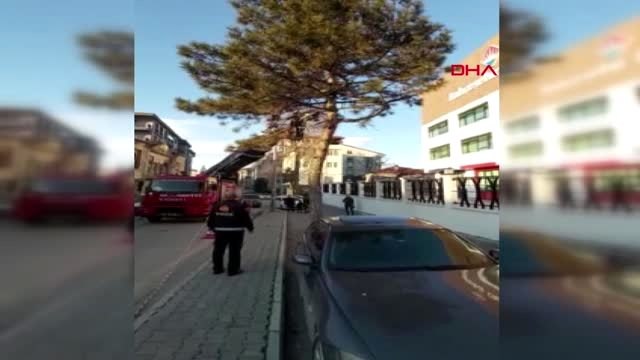 Isparta ağaçtaki kedi, yürüyen çocuğun üzerine atladı