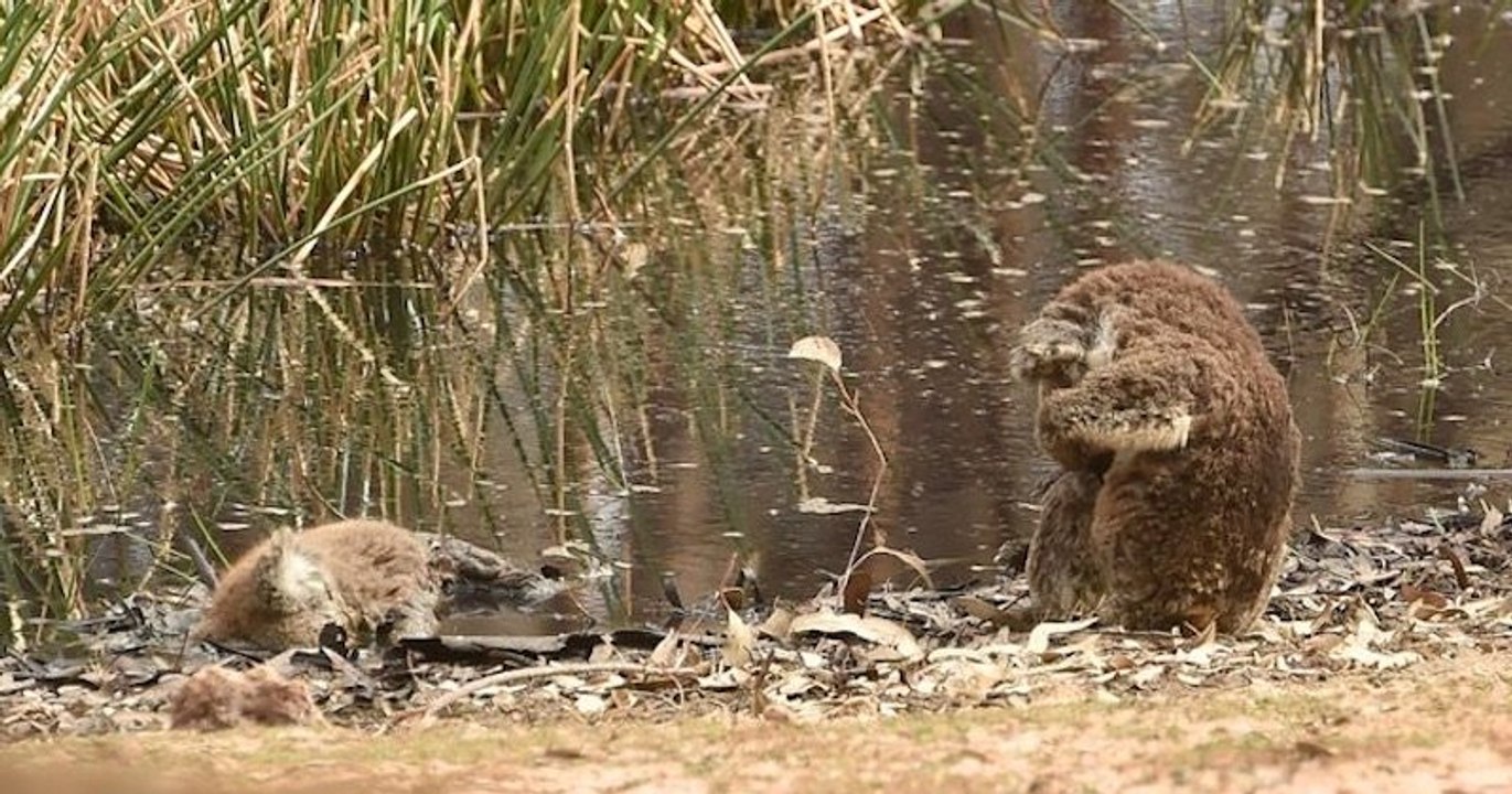 Incendies en Australie : l'image bouleversante d'un koala pleurant son compagnon mort a ému les Australiens