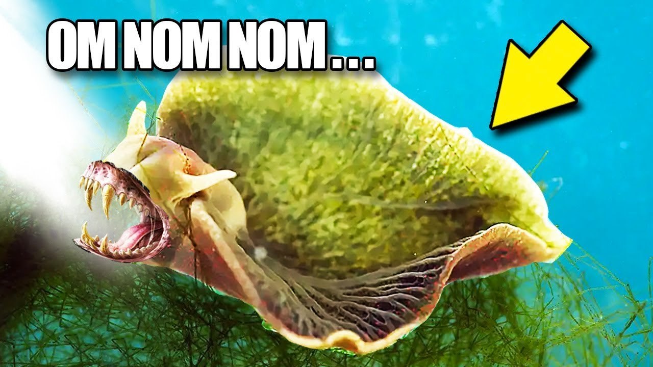 Ten ŚLIMAK żywi się ŚWIATŁEM!