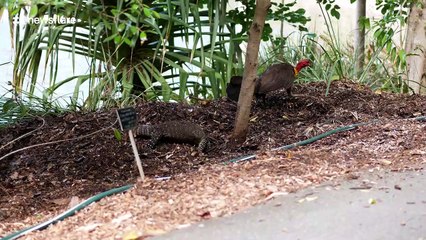 Australian bush turkey fights off lizard trying to steal eggs in Brisbane