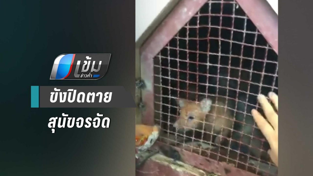 ช่วยสุนัขกว่า 10 ตัว ถูกขังปิดตายใต้ถุนศาลากลาง...