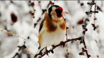 Most Beautiful birds in the worls