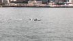 False killer whales spotted swimming through Hong Kong’s Victoria Harbour