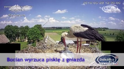 Une cigogne fait tomber un de ses oisillons de son nid