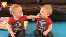 Twin Babies Fight Over Pacifier - Funny Baby Videos
